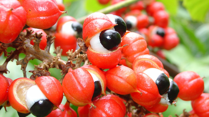 Guaraná