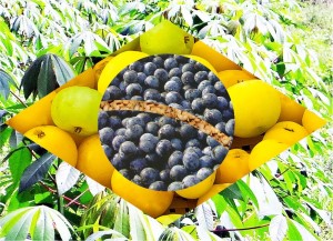 frutas Brasileiras