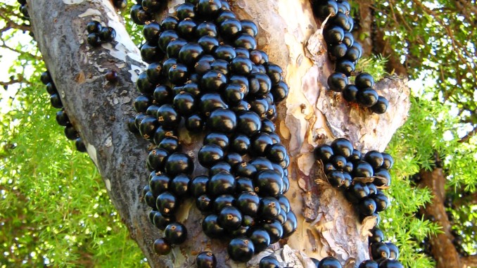 jabuticaba