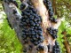 jabuticaba