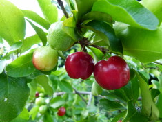 Acerola