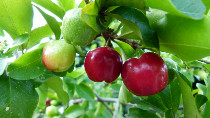 Acerola