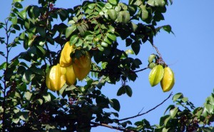 carambola (2)